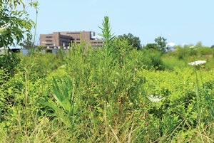 Retention basin doubles as nature area