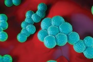 A look at multidrug-resistant organisms
